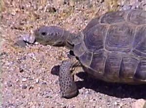 Tortise